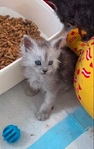 Main coon kittens