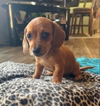 Mini Dachshunds pups