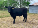 Registered Angus Bull