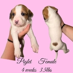 Bully Poodle Mix Puppies