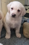 AKC Labrador Puppies