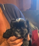 Shih tzu puppies