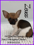 Exquisite AKC Male Applehead Chihuahuas