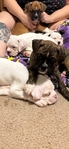 Boxer Puppies