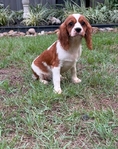 King Charles Cavalier