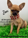 AKC Mini Male Applehead Chihuahua