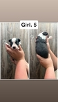 Mini aussies
