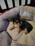 Yorkie puppies
