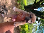 Cane Corso/Pit bull pups