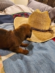 Register Dachshund NAPR