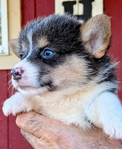 Registered Corgi puppies