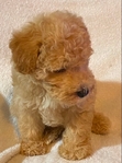 Miniature Poodle