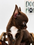 AKC Micro Mother’s Day Applehead Chihuahuas