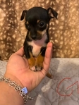 Beautiful Merle Chihuahua Puppies