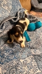 Beautiful Mini Dachshund Puppies