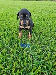 Catahoula puppies