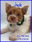Radiant AKC Male Yorkies