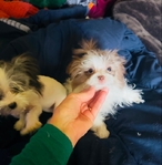 Pomapoo puppies 2 tiny female sisters