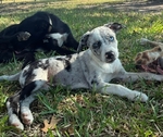 Border Collie x Catahoula Puppies