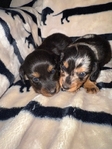 Mini Longhair Dachshund Puppies