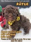 Micro Male Chocolate Toy Poodle