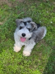 AKC mini schnauzer male!