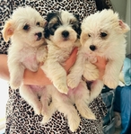 Morekipoo Puppies