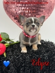 Stunning AKC Lilac Tri Colored  Male Applehead Chihuahua