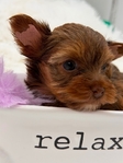 AKC Micro Male Yorkie boys
