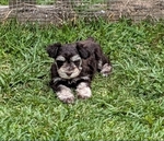AKC registered miniature schnauzer