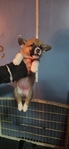 Pembroke Welsh Corgi Puppies