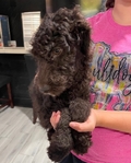 Goldendoodle Puppies