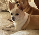 Sweet Female Chihuahua