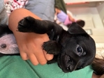 Yorkie chihuahua mix puppies