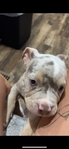 Pocket American bully