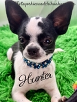 AKC Registered Male Applehead Chihuahuas