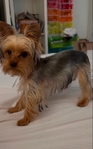 Female Yorkie /19 months old