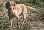 Beagle lemon males pups