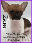 Exquisite AKC Male Applehead Chihuahuas
