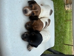 Miniature dachshunds