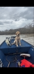 Akc Registed Yellow Lab