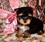 AKC Yorkie Puppies