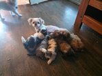 Shih tzu puppies