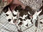 AKC GSP German Pointer Puppies