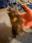 Kittens