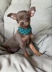 Absolutely Sweet & Stunning Male Chihiahua