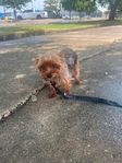 Ckc Yorkie pupies