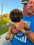 CANE CORSO PUPPIES