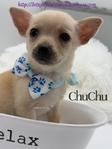 Adorable Male Chihuahua