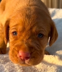Fox Red Labrador Dudleys